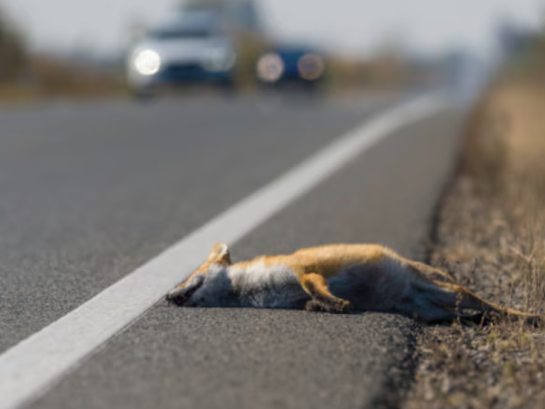 Foto melding dieren