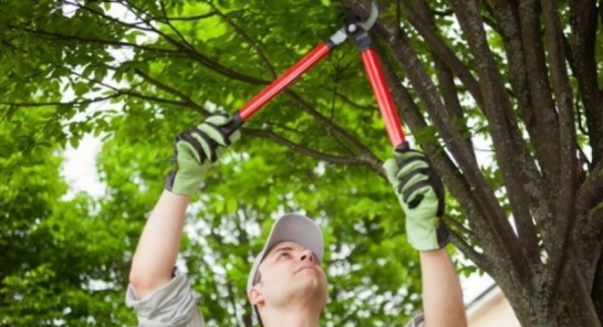 Foto overhangende takken