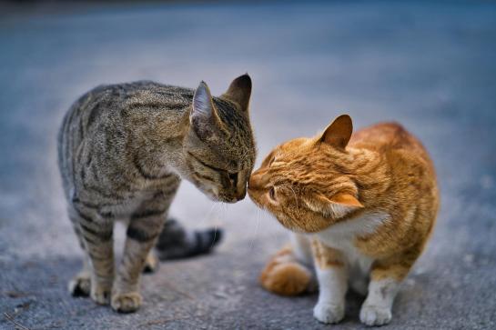 twee katten