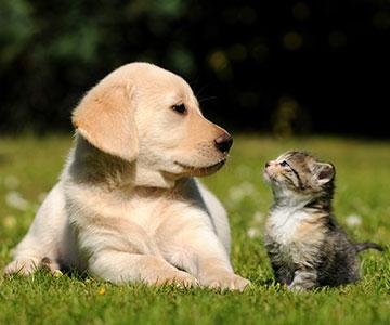 hond en kat