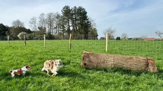 twee honden in een losloopweide